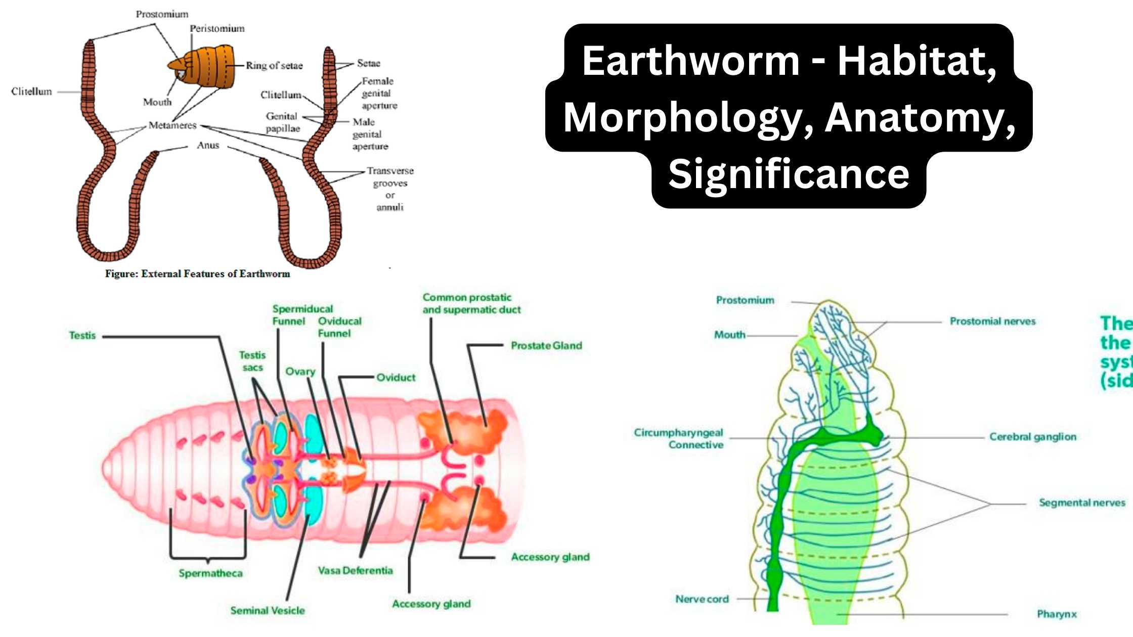 Earthworm - Habitat, Morphology, Anatomy, Significance