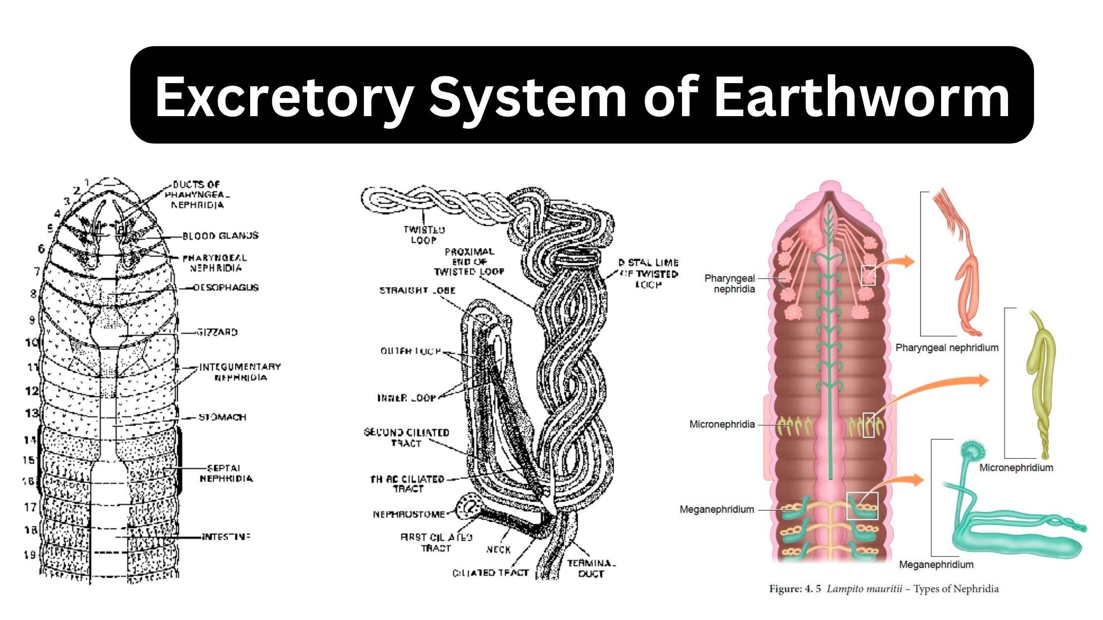Excretory System of Earthworm
