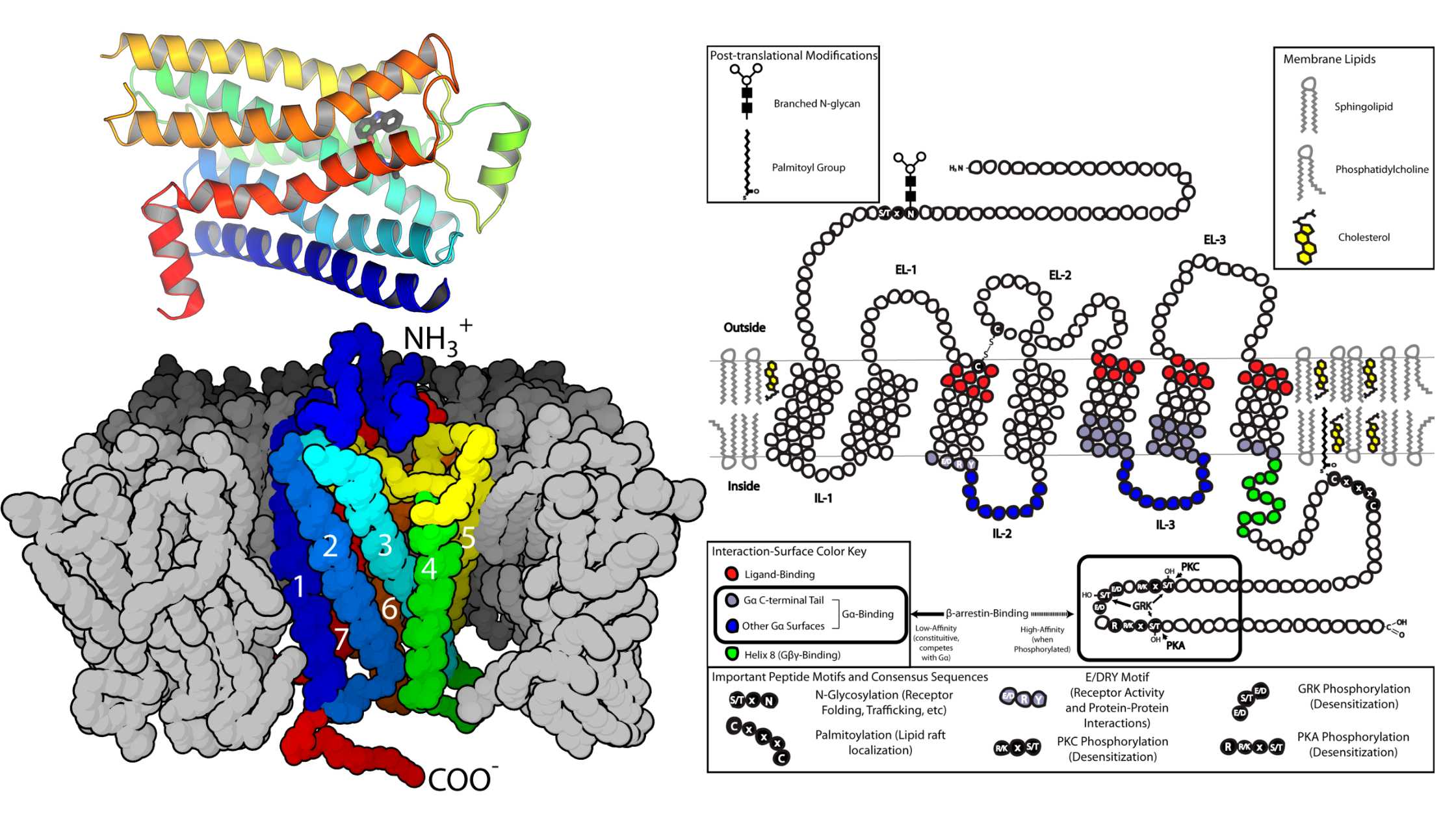 G Protein Coupled Receptors - Structure, Functions, and Mechanism
