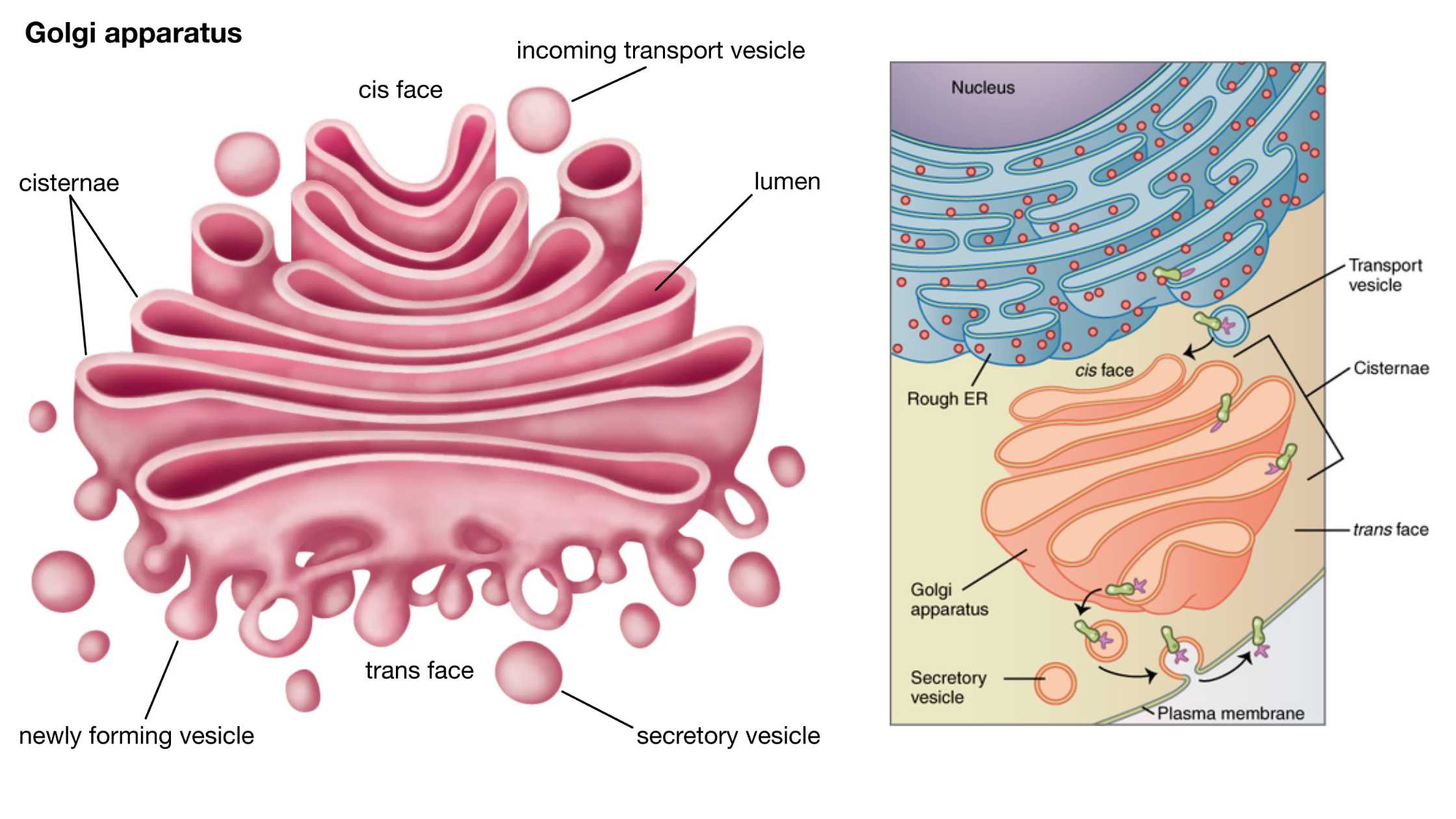 Golgi Body (Golgi Complex) - Structure, Functions