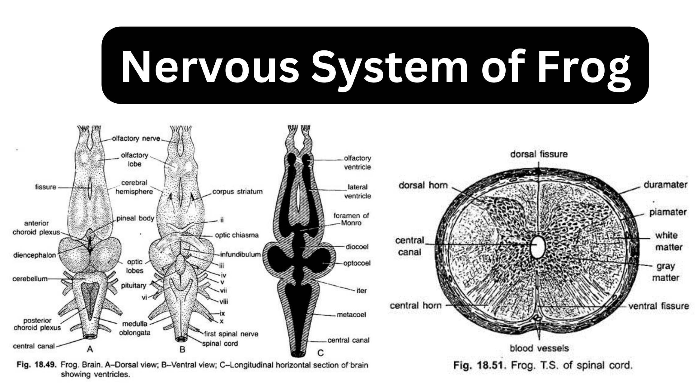 Nervous System of Frog