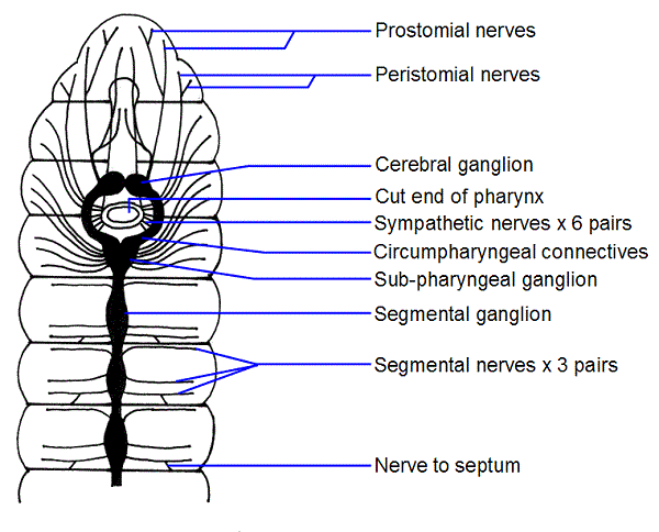 Nervous System of Earthworm