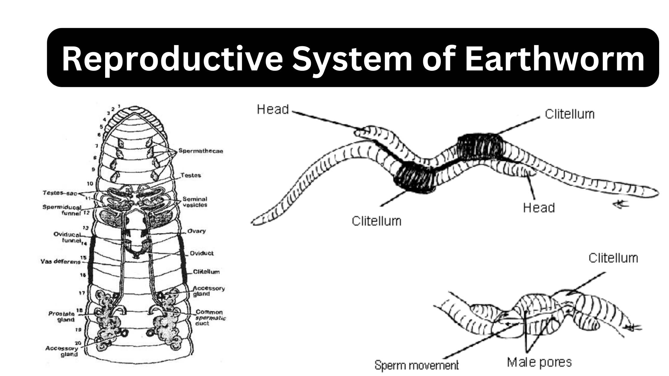Reproductive System of Earthworm
