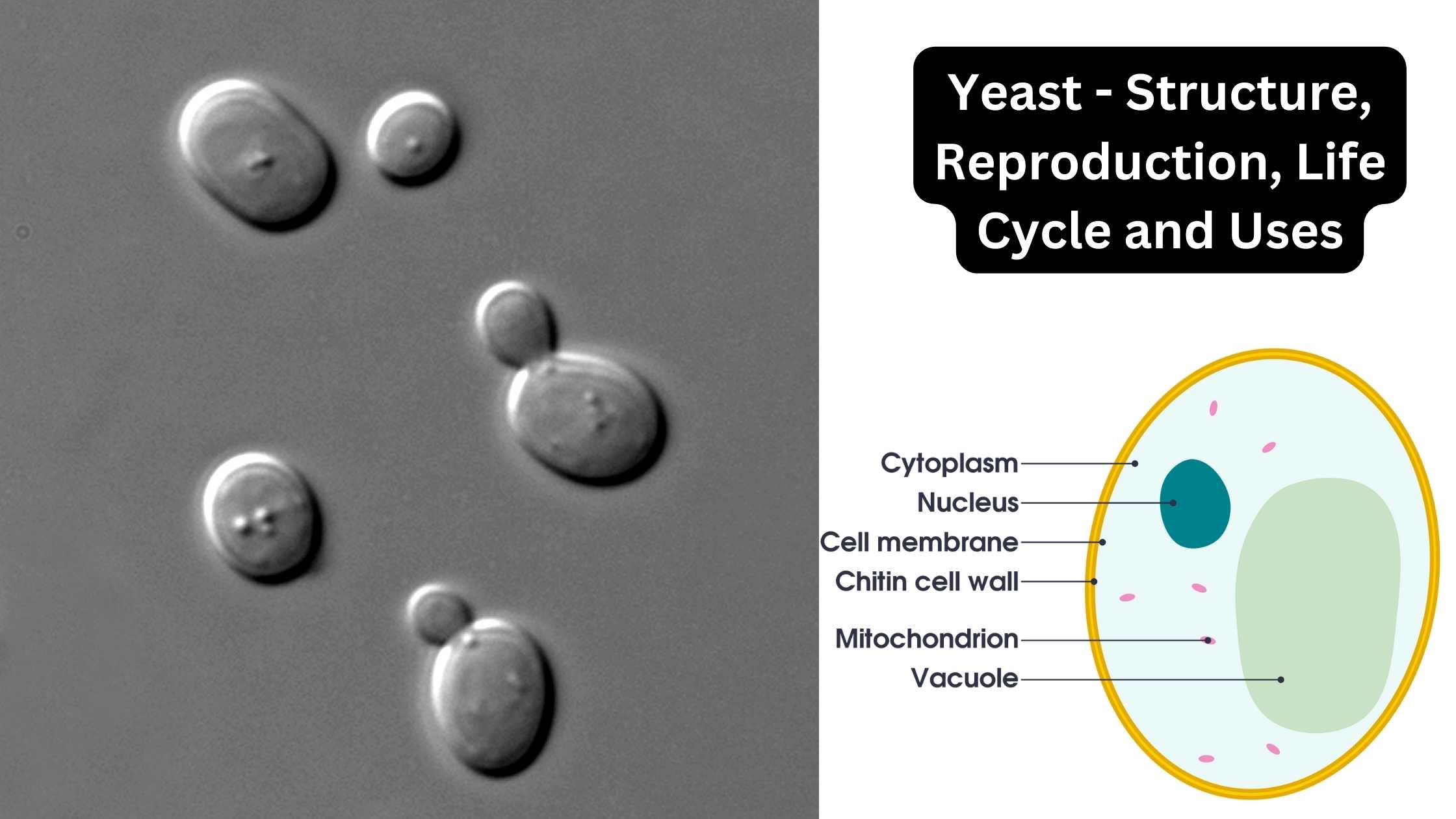 Yeast - Structure, Reproduction, Life Cycle and Uses