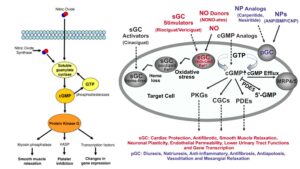 cGMP Pathway – Definition, Steps, Functions, Regulation