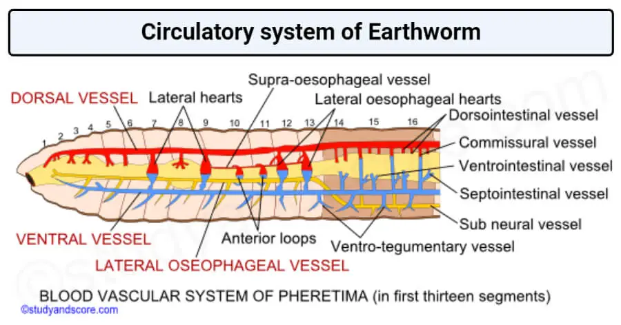 Circulatory system of the earthworm