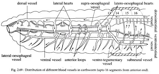 Circulatory System in Earthworm