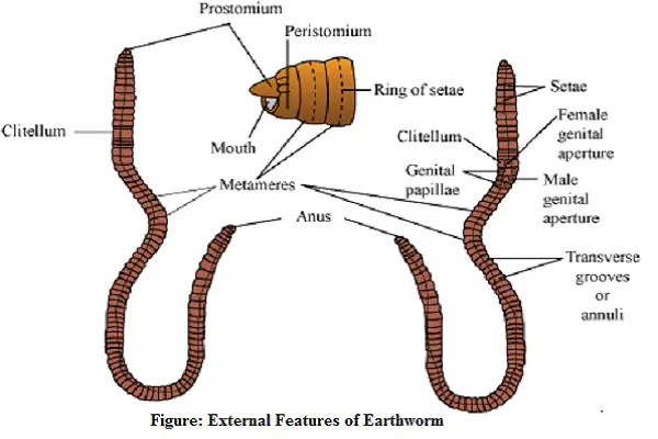 External morphology of Earthworm