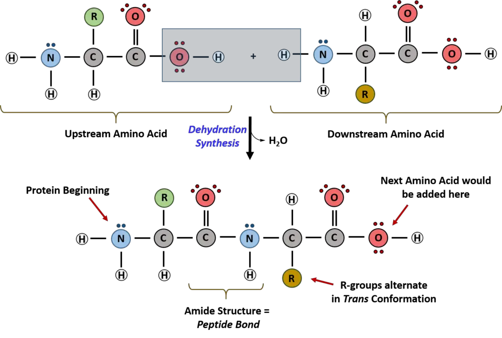 Peptide Bond Formation