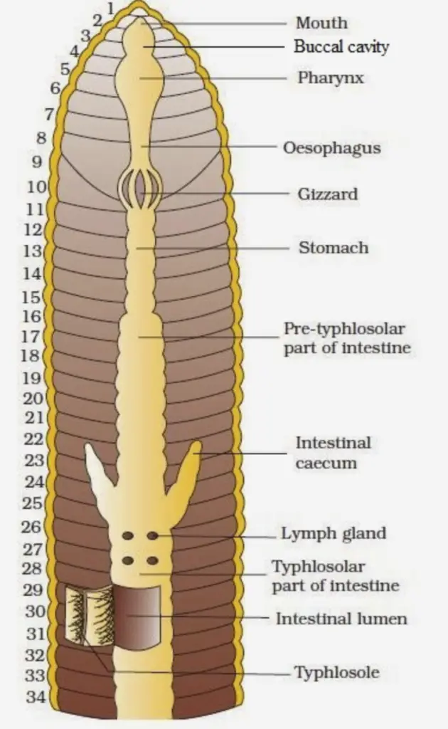 Structure of Alimentary canal of Earthworm