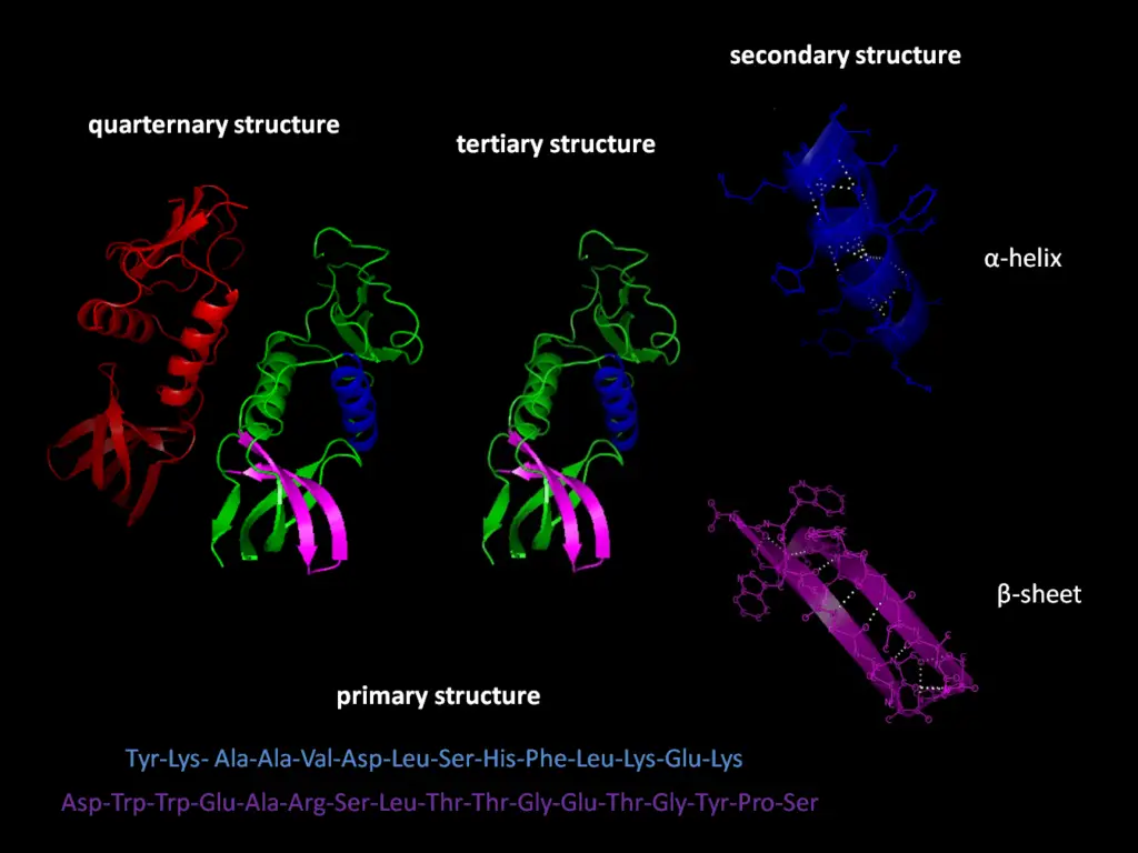 Four Types of Protein Structure