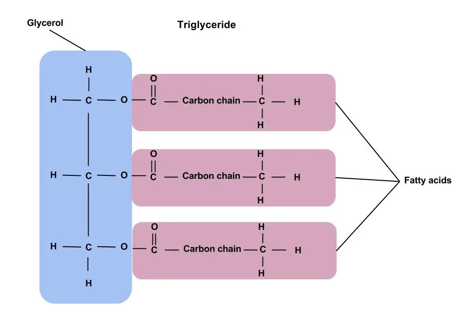 Triacylglycerols