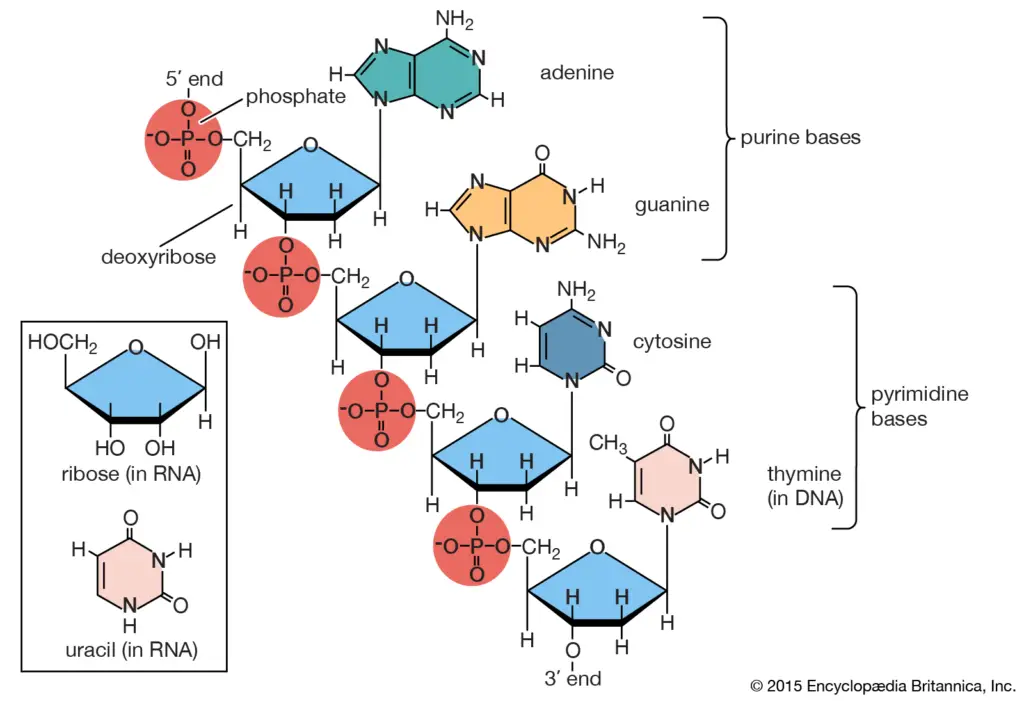The structural representation of eicosanoids (prostaglandin, thromboxane, and leukotrienes).