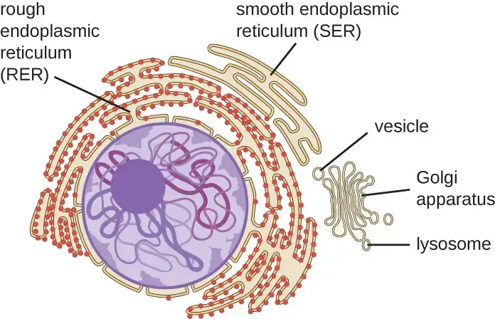 Structure of Endoplasmic Reticulum (ER)