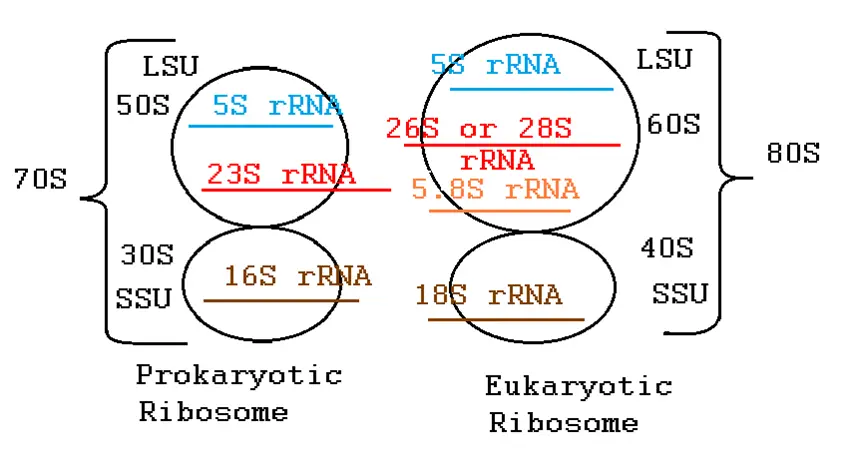 Ribosome rRNA composition for prokaryotic and eukaryotic rRNA