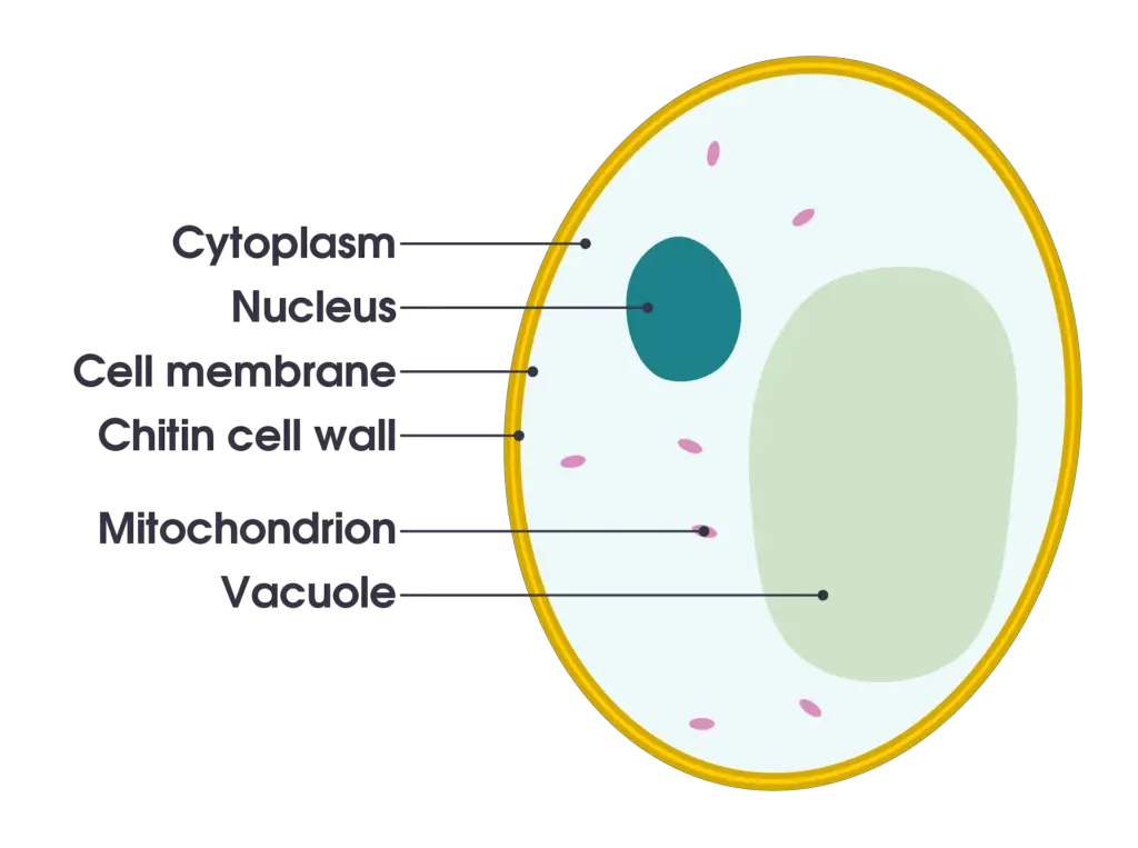 Structure of Yeast