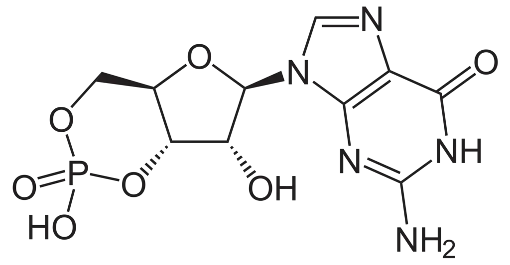 Structure of cyclic guanosine monophosphate (cGMP)