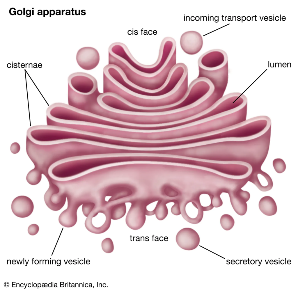 Structure of Golgi body