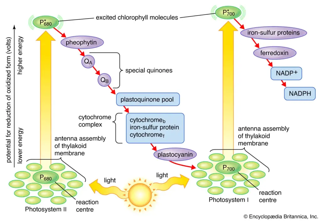 Difference between Photosystem 1 (PS1) and Photosystem 2 (PS2)