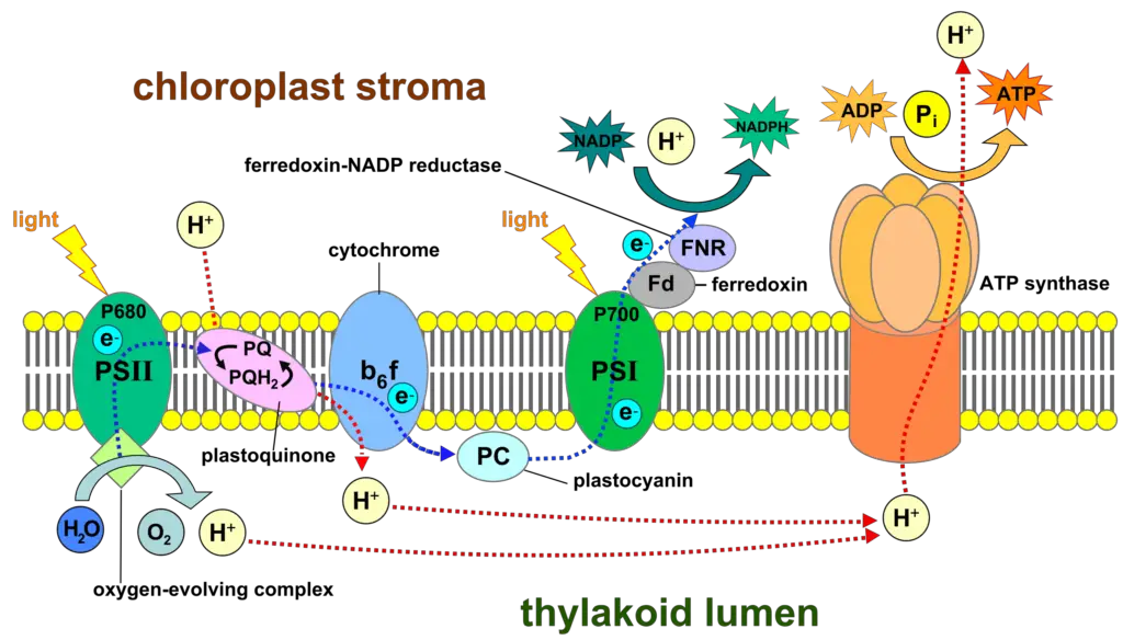Light-dependent reactions of photosynthesis at the thylakoid membrane