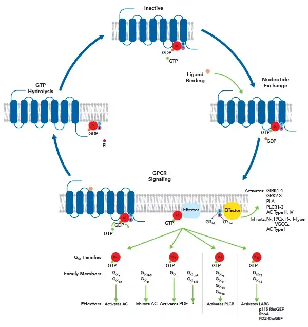 GPCR signaling