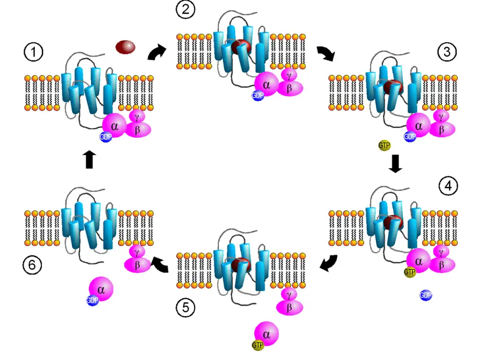 G protein structure and activation cascade