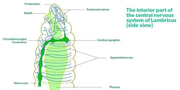 The Nervous System in Earthworms
