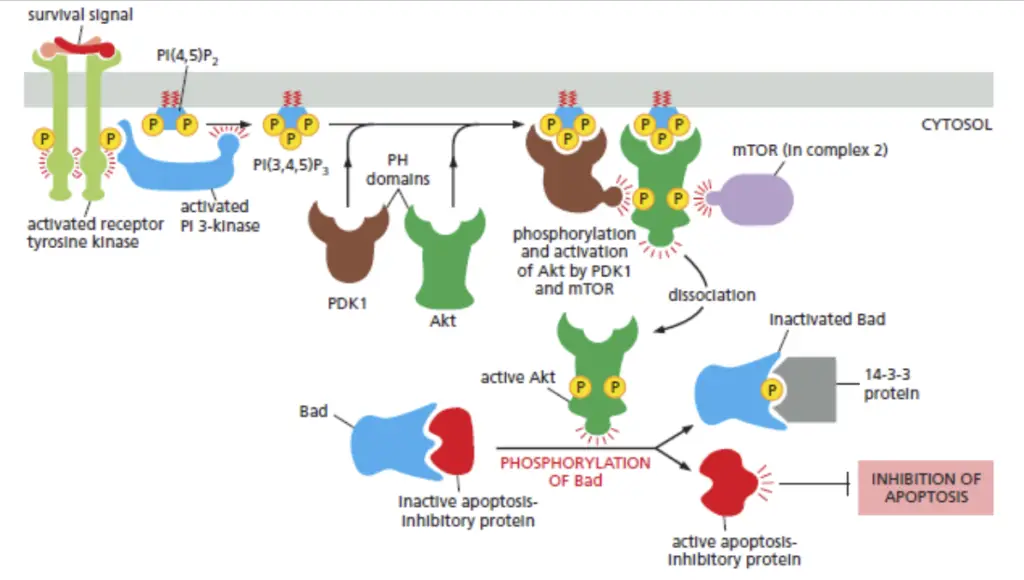 PI-3 Kinase pathway/AKT Pathway( (Picture taken from Molecular Biology of the Cell by Bruce Albert )
