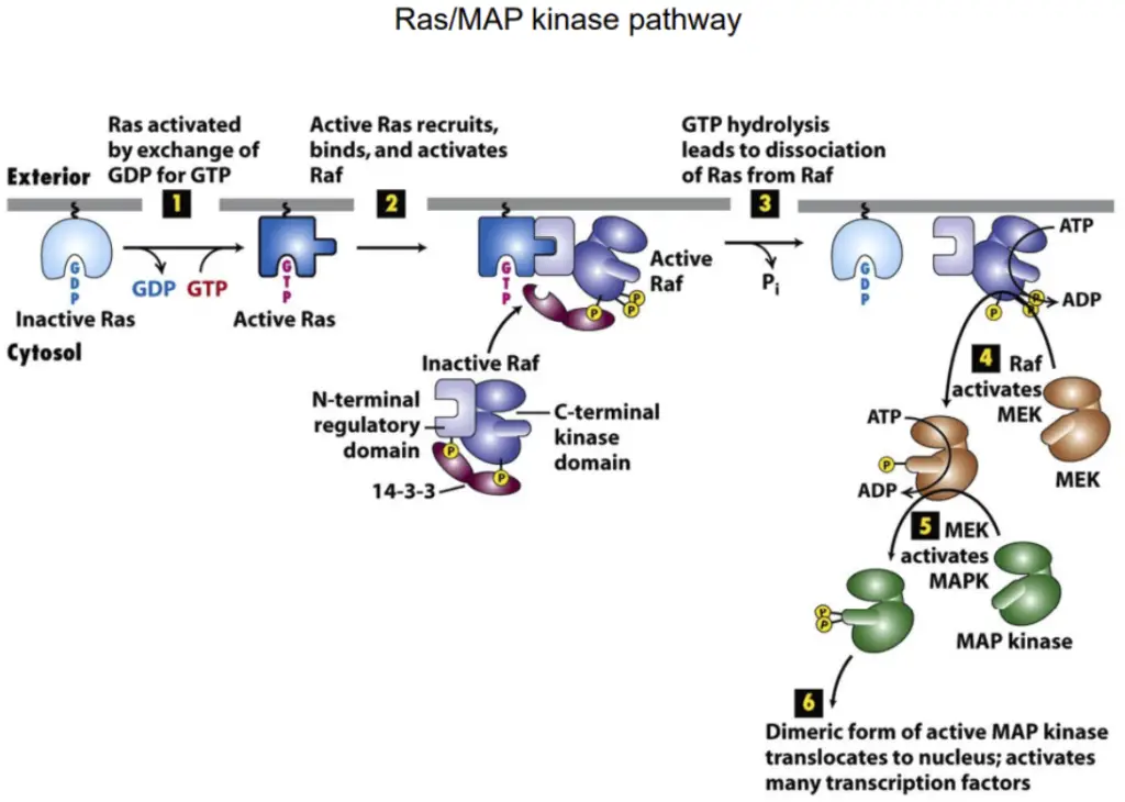 Ras/MAP kinase pathway( Picture taken from Molecular cell Biology by Lodish ).
