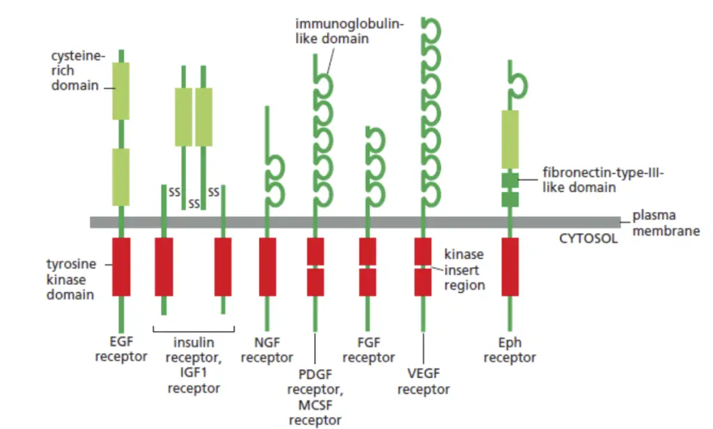 One or two members from each subfamily are highlighted, with the observation that in certain instances, the tyrosine kinase domain experiences interruption by a "kinase insert region," constituting an additional segment protruding from the folded kinase domain.  (Picture taken from Molecular Biology of the Cell by Bruce Albert )
