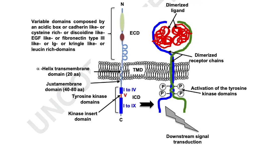 Receptor tyrosine kinases (RTKs)