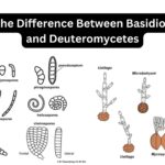 What is the Difference Between Basidiomycetes and Deuteromycetes