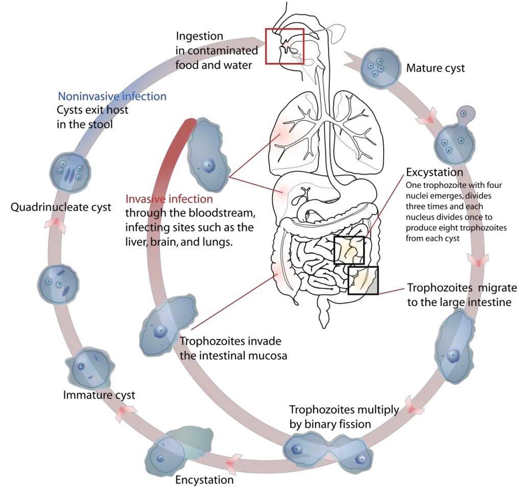 Transmission of Entamoeba Histolytica